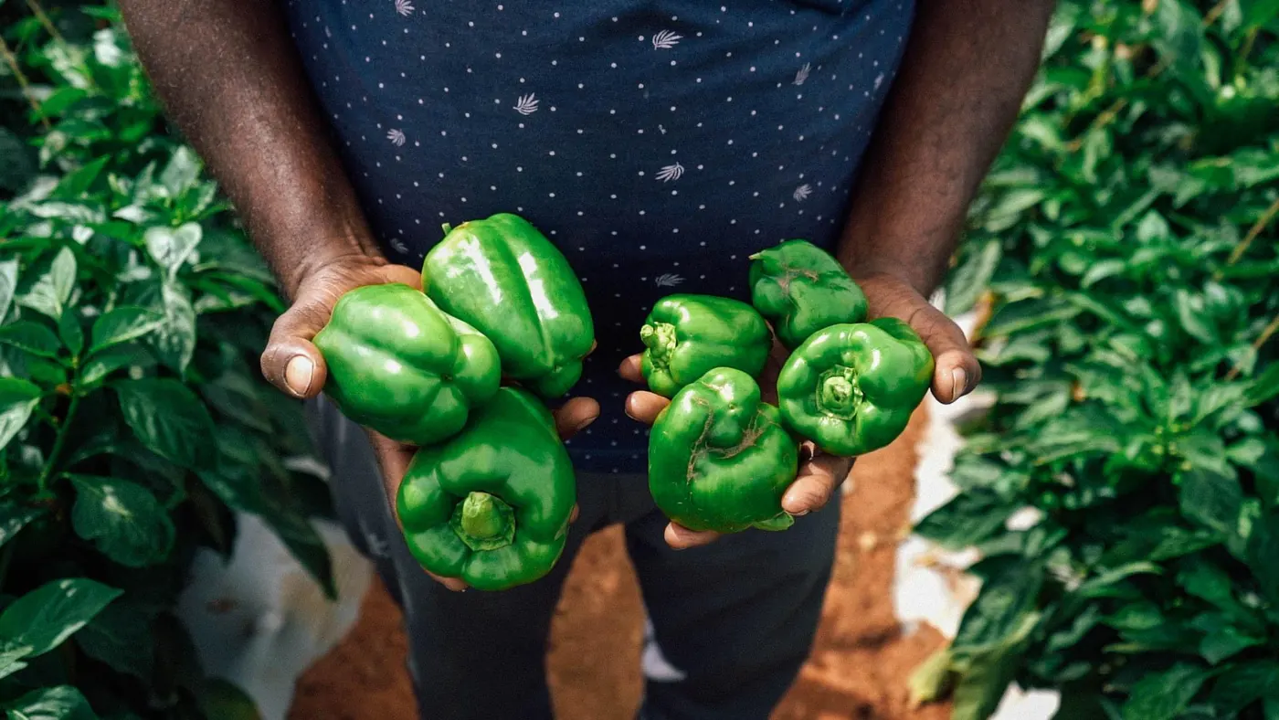 A farmer holding freshly picked green peppers