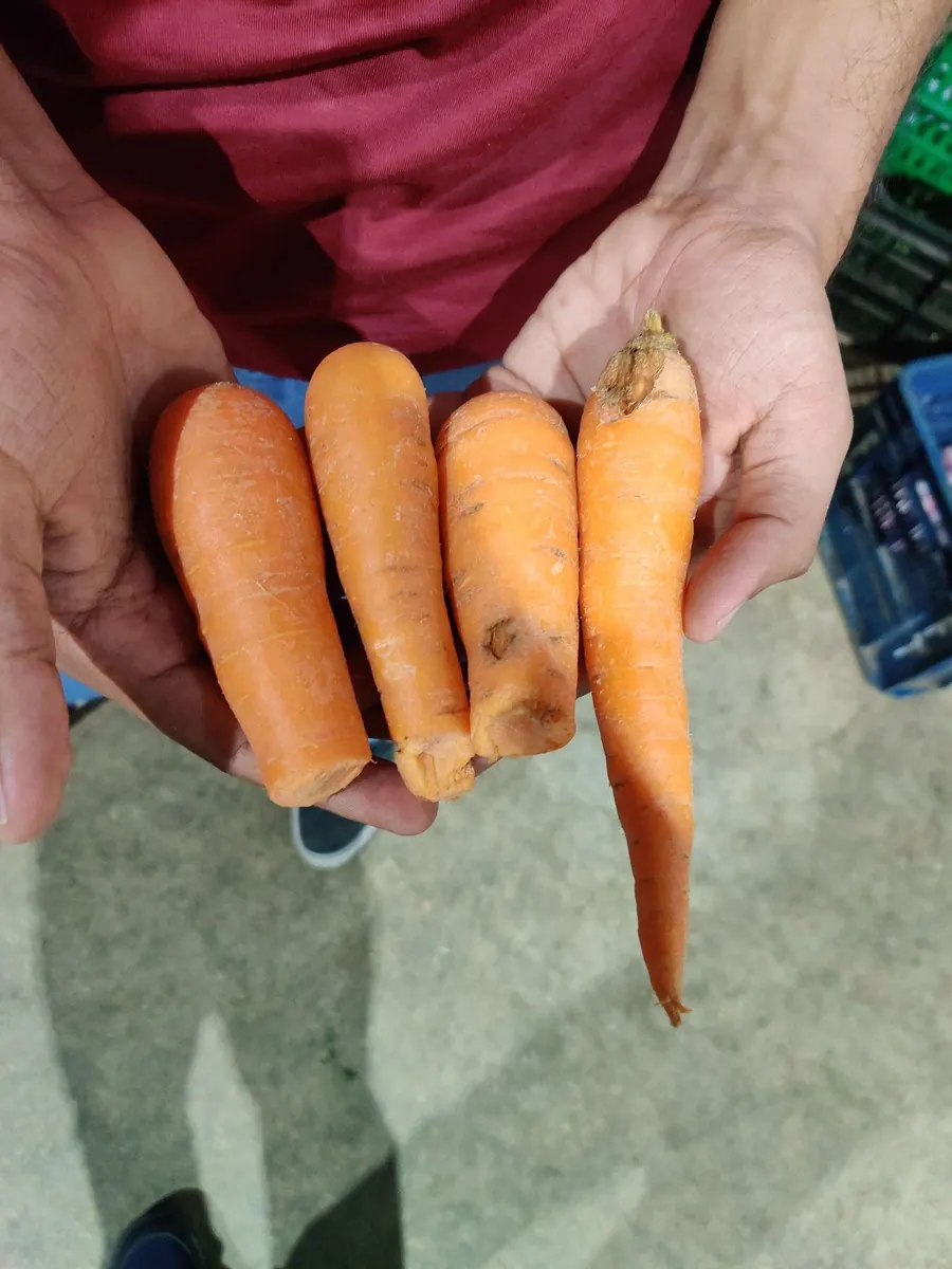 A handful of carrots of uneven size and shape