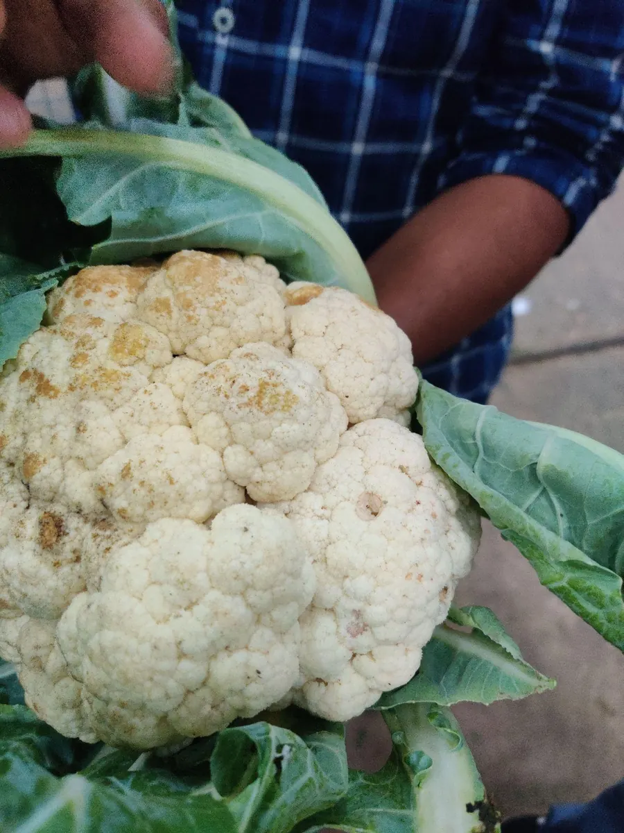 A cauliflower head with brown scarring across the florets