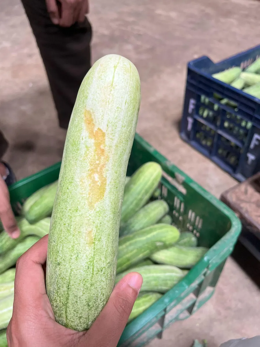 A cucumber with a pale blemish along one side, held above a crate