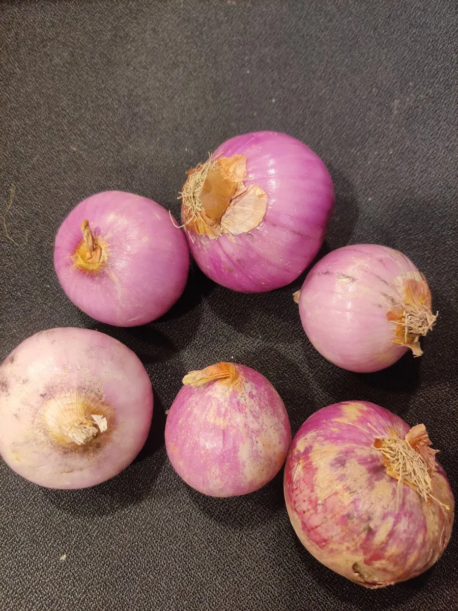 Red onions with split and flaking outer skins