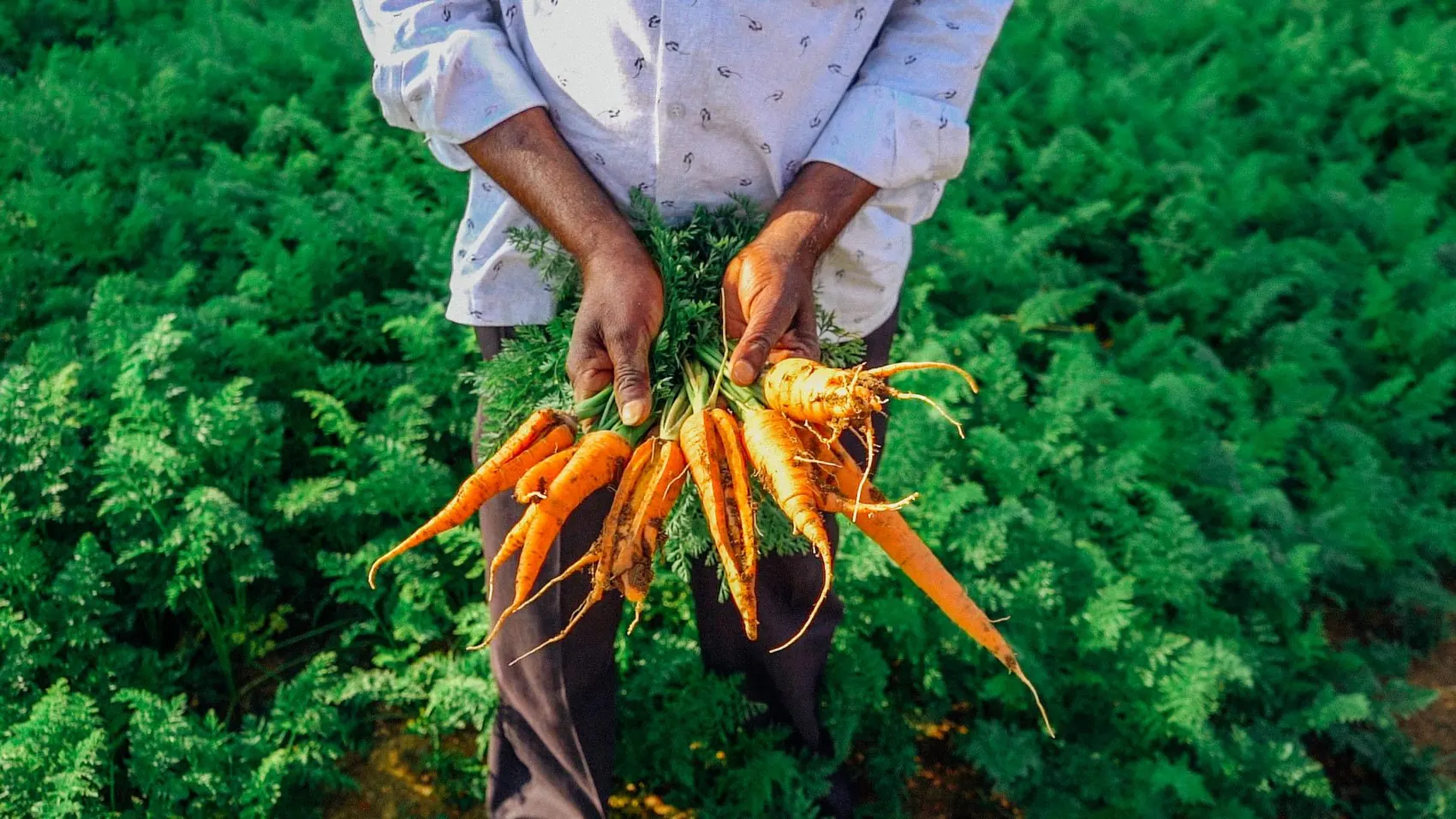 A farmer holding a freshly pulled bunch of carrots in the field